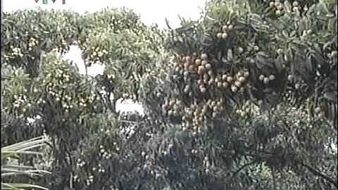 Vải Thiều Lục Ngạn (1)