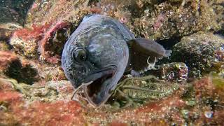 Wolffish feeding. St Abbs scuba diving. Go Pro action.