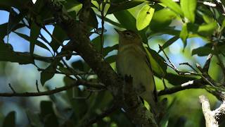 Female Bay-breasted Warbler hops around in trees
