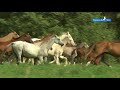 Shael Stud (part 3). Akhal-Teke breed, Ахалтекинская порода лошадей.