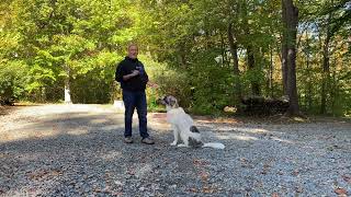 Anatolian Shepherd Great Pyrenees Puppy Training Lake Wylie South Carolina - Oreo by JimHodgesDogTraining 4,764 views 1 year ago 18 minutes