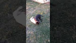 Tomys Herceg Playing With Jenna