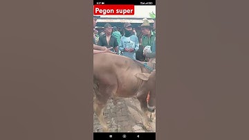 pedet pegon super 12 jtan #shorts #shortvideo #sapilucu #sapi #sapisuper #sapijumbo #bull