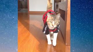 Fashion cat 🐈 model Fifi