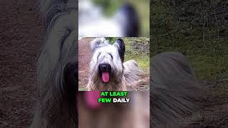 Living with the Skye Terrier  What to Expect?