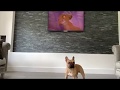 Cutest dog reacts to Mufasa's death & goes crazy over Scar