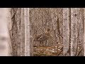 BWCA Grouse | The Flush - Season 10, Episode 2