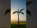 #shorts 🌴 From One Coconut to a Fruit-Bearing Tree in 15 Seconds #vietnam #4k #farming
