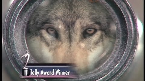 Scott Foresman - Addison Wesley (Text Book Publishers) --Product Video