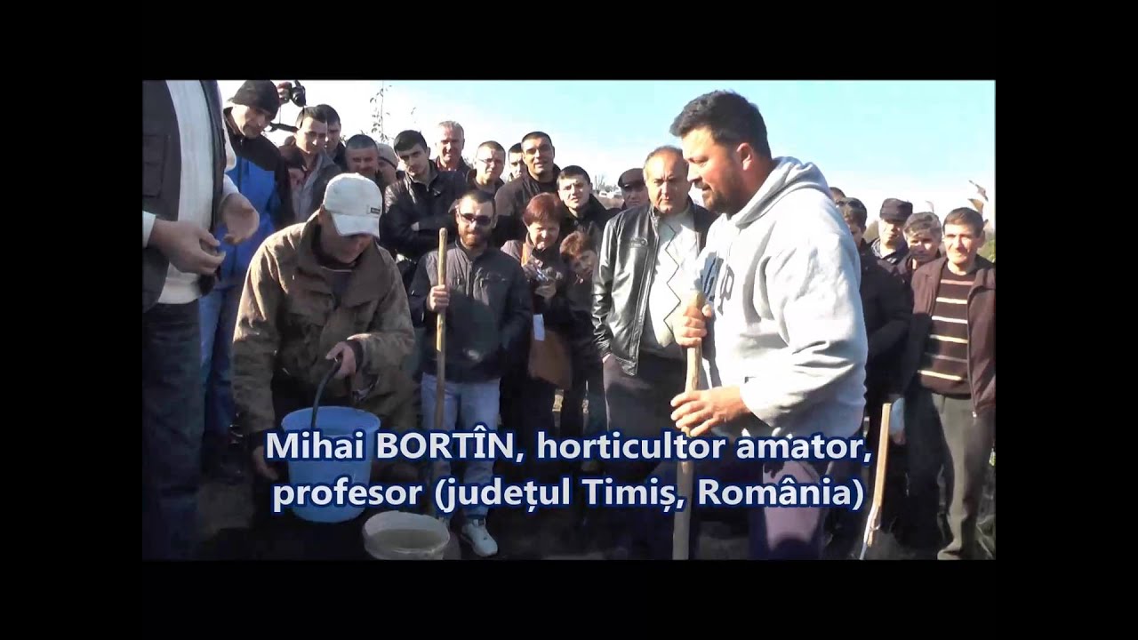 Plantarea nucului dupa „metoda Kiktenko”