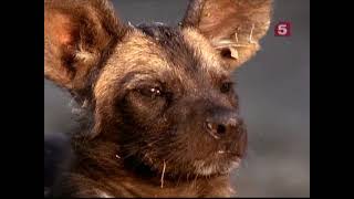 Африканские красные волки /The African wild dog(2010)