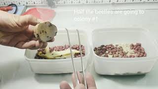 The Palembus Dermestoidesulomoides Dermestoides Starter Guide Pt2 - Splitting Colonies