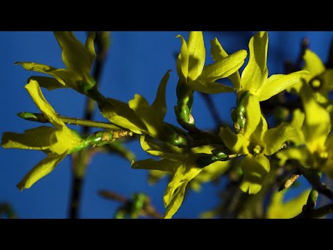 Video: Reprodukcia Forzytie (15 Fotografií): Ako Správne šíriť Forzytiu Vrstvením Na Jar A V Lete? Iné Metódy