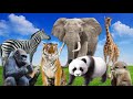 Belajar Mengenal Nama Hewan | Gajah | Harimau | Kuda | Gorila | Panda | Jerapah | Berang | Zoo