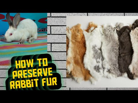 How to preserve Rabbit fur..Paano Ang pag preserba Ng balat Ng Kuniho.