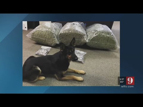 Video: Deputies bust drug pipeline extending from coast to coast in Ocala