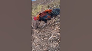 gà rừng mái gọi trống phi cực nhanh. poj qaib qus xeev lau dhias ceev tiag tiag