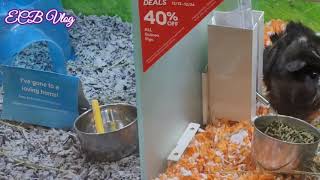To PET Stores | PETSMART AND PETCO | La Quinta, California 🇺🇸