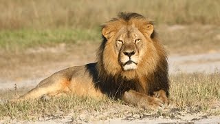 Fuerte indignación causa el asesinato de Cecil el león