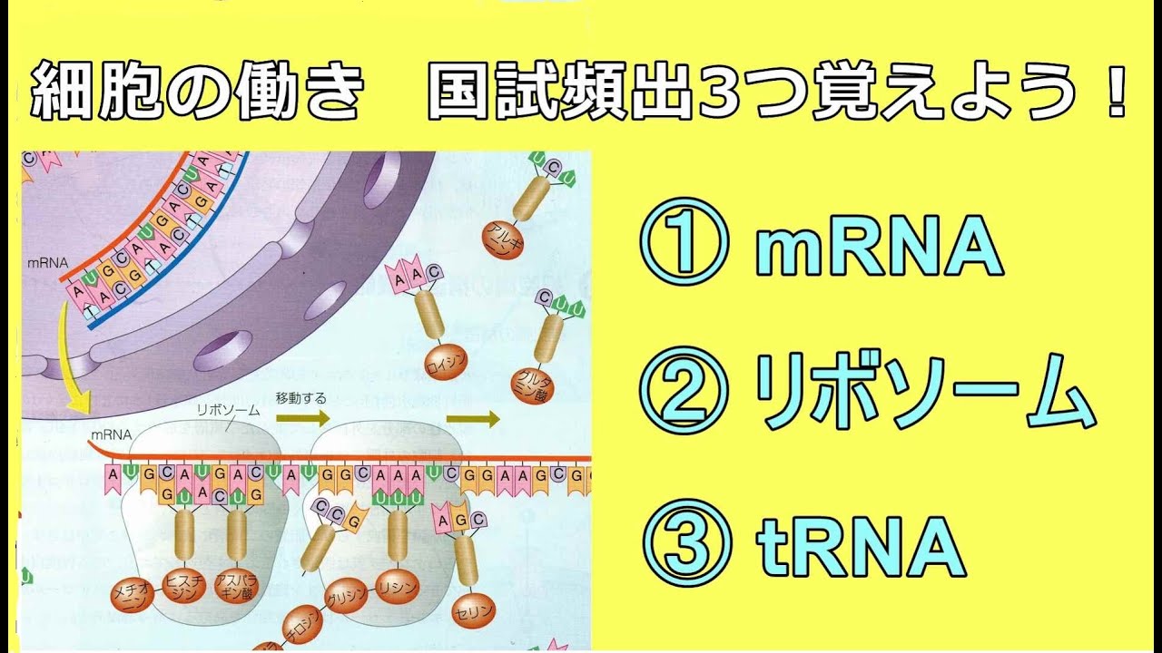 358医学｢細胞の働き 大切な3つを覚えよう(mRNA)(tRNA)(リボソーム)｣看護学生講座