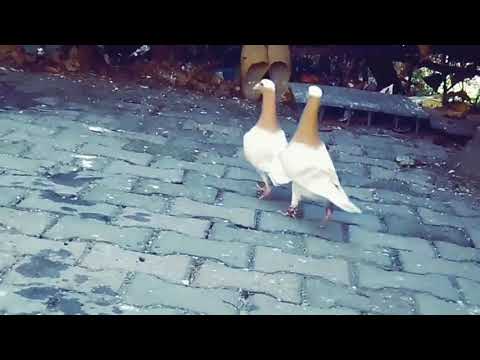 جوز مورديات صفر عشوارب