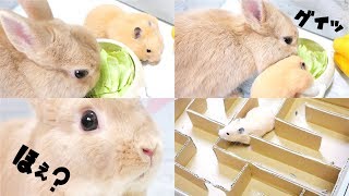 うさぎ　ぱんだ　ハムスター むーちゃん🐰8月1日で8歳になりました🎉 これからも元気で長生き