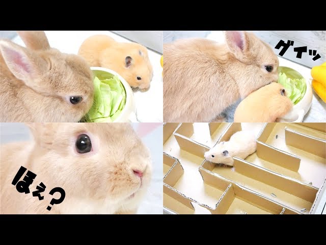 うさぎ　ぱんだ　ハムスター むーちゃん🐰8月1日で8歳になりました🎉 これからも元気で長生き