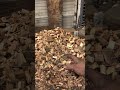 wood chunker update and wood drying