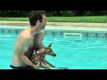 Baby Deer trapped in Pool
