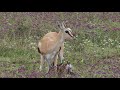 Traumatic birth of Thomson's gazelle in Ngorongoro Crater, Tanzania.