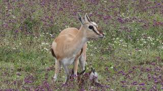 Traumatic birth of Thomson&#39;s gazelle in Ngorongoro Crater, Tanzania.