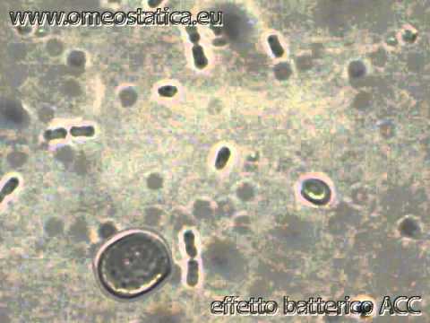 Argento Citrato Complessato effetto antibiotico sui batteri