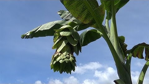 Chuối cô đơn - Thần dược kỳ diệu của người Raglai