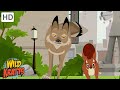Coyote Adaptability Quiz