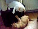 guus en frits, 2 bk kittens