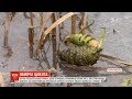 Найотрутніша рослина в Україні: як виглядає цикута і чим вона небезпечна