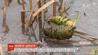 Найотрутніша рослина в Україні: як виглядає цикута і чим вона небезпечна
