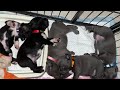 3 semaines des chiots staffie  volution