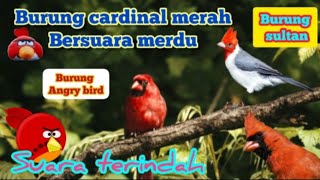 Khas Burung Cardinal Yang Unik #burungviral #burung