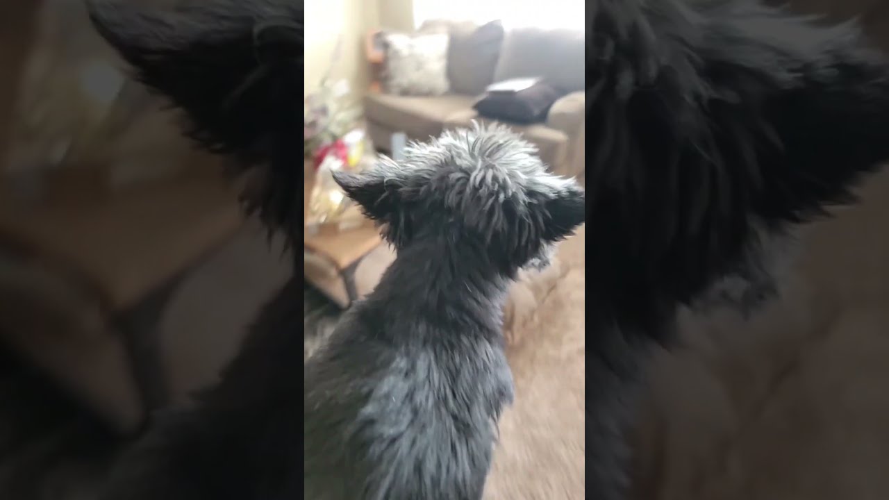How To Punish Your Dog