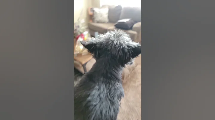 How to Punish Your Dog