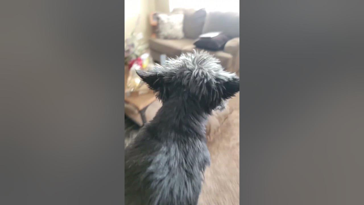 How to Punish Your Dog YouTube