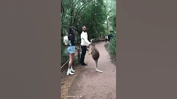 kangaroo fighting human