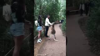 kangaroo fighting human