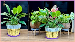 This is a very good indoor plant, bringing new energy to your home