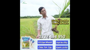 🌾𝑶𝑹𝑮𝑨𝑵𝑰𝑪 𝑩𝑰𝑶 𝑨𝑳𝑳𝑰𝑪𝑰𝑵 🌾Chắc hạt nặng ký, cứng cây, không lo nhót lúa