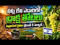 Israel Grapes Farming in Desert: ఎడారిలో ద్రాక్ష పంటలు.. ఇజ్రాయెల్ సరికొత్త చరిత్ర! | Mega9tv
