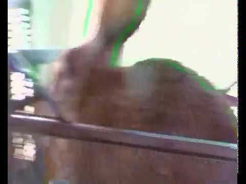 ბოცვერი \"პარასკევას\" ბაჭიები 3 თვისაა!  24/02/2020