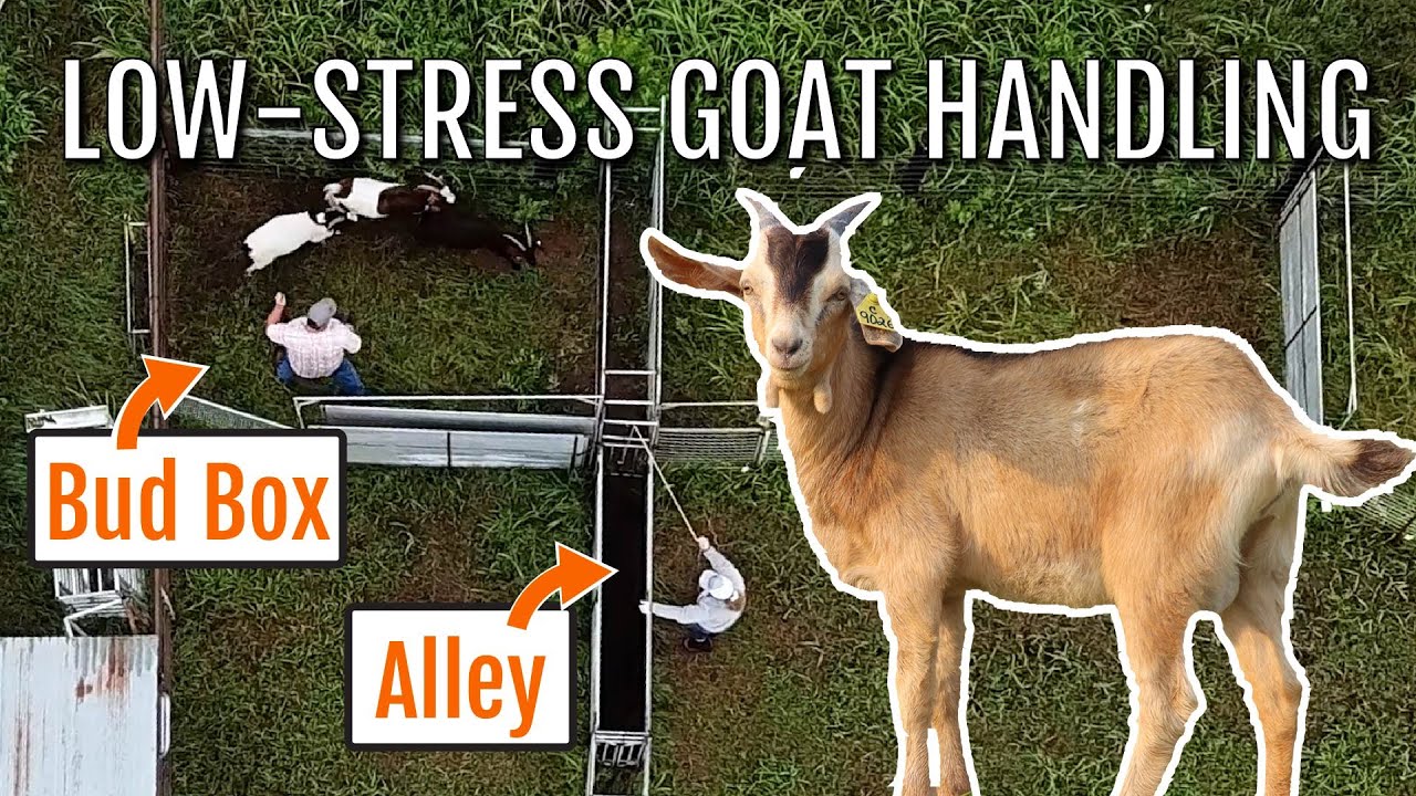LowStress Goat Handling with A Bud Box! YouTube