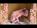 【子犬 保護犬 子猫】 目の前で母犬を失ったボロボロの子犬 産毛が生えてきました